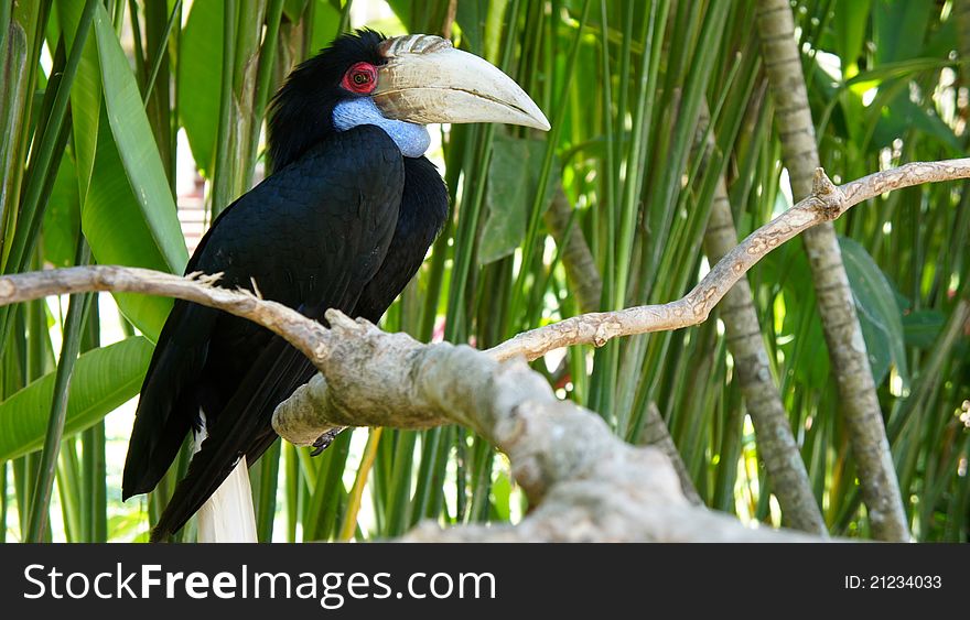 A Toucan On A Tree