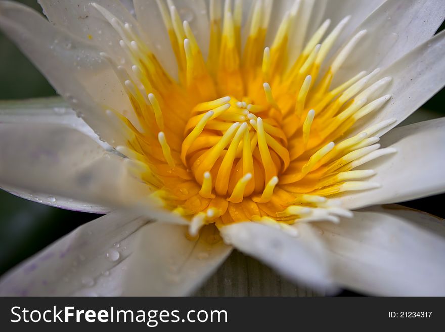 Yellow lotus on white background