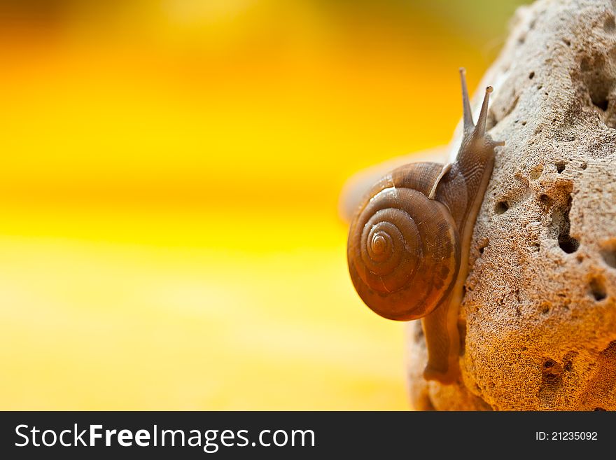 snail on stone yellow background. snail on stone yellow background