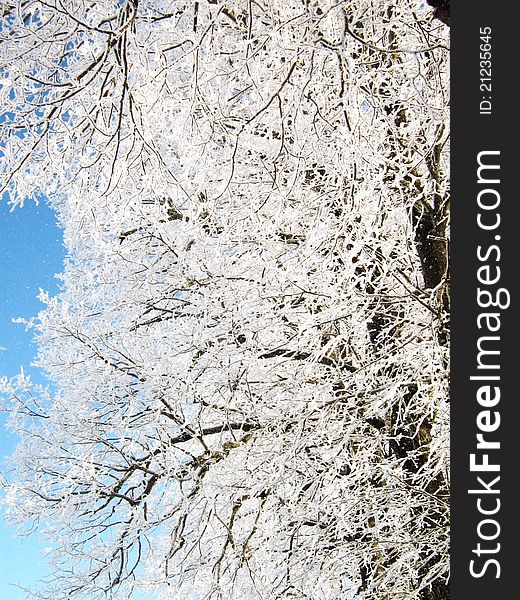 Tree in winter, white Nature