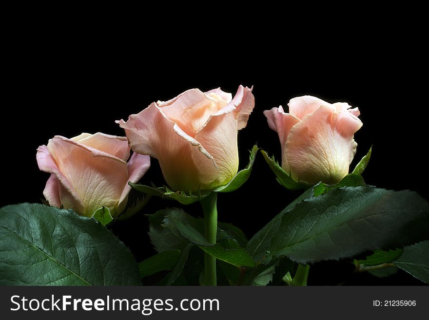Pink roses with leafs on the black background.