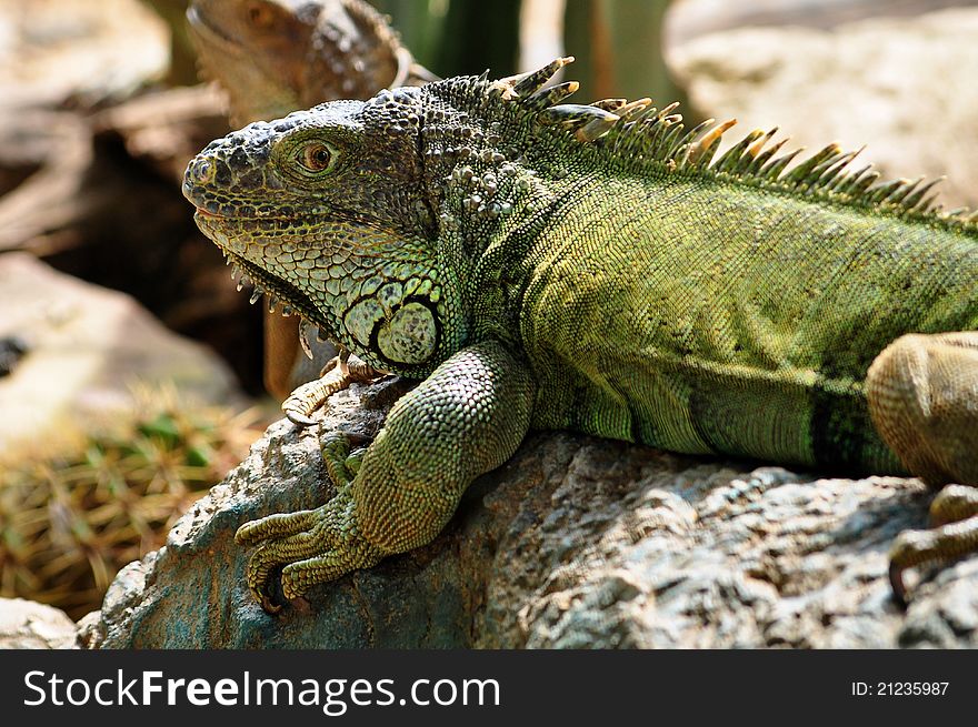 The iguana is a large docile species of lizard
