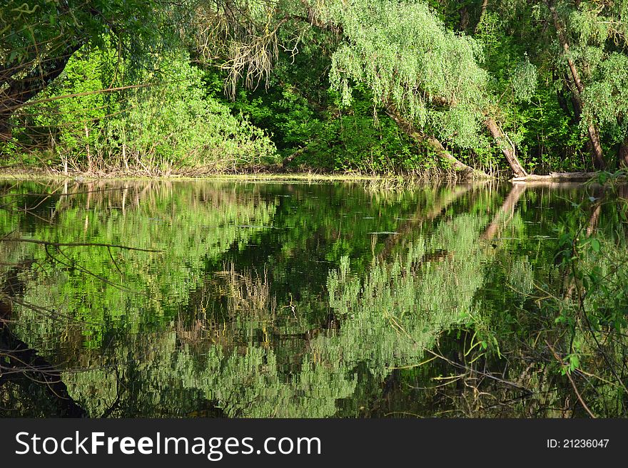 Boggy river in the summer in ukraine.