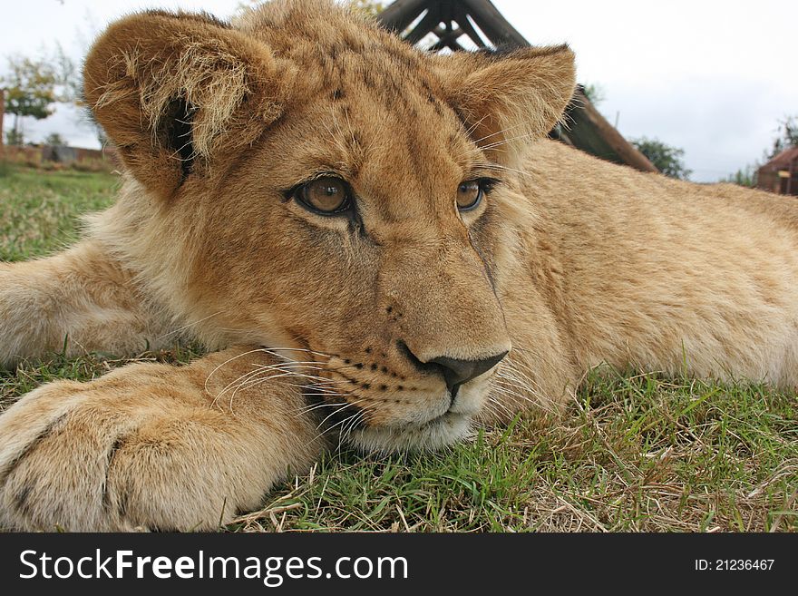 A young African Lion cub chills in the grass after a delicous meal.