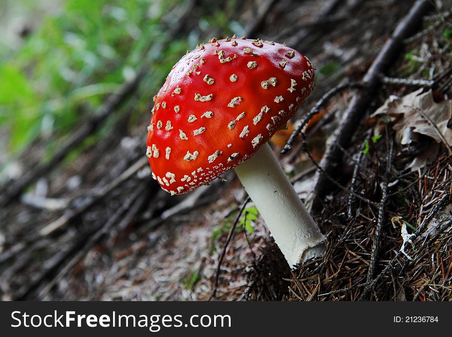 Mushroom growing in a forest near Moscow. Mushroom growing in a forest near Moscow