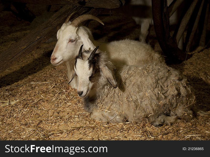 Scene of two goats resting infront of wagon at night. Scene of two goats resting infront of wagon at night