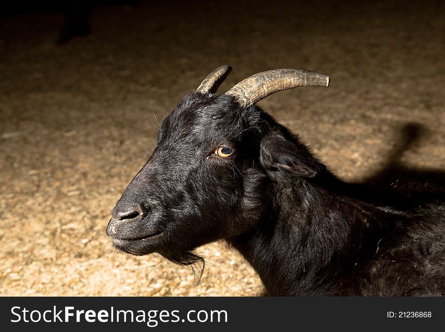 Closeup of black goat taken at night with off camera flash