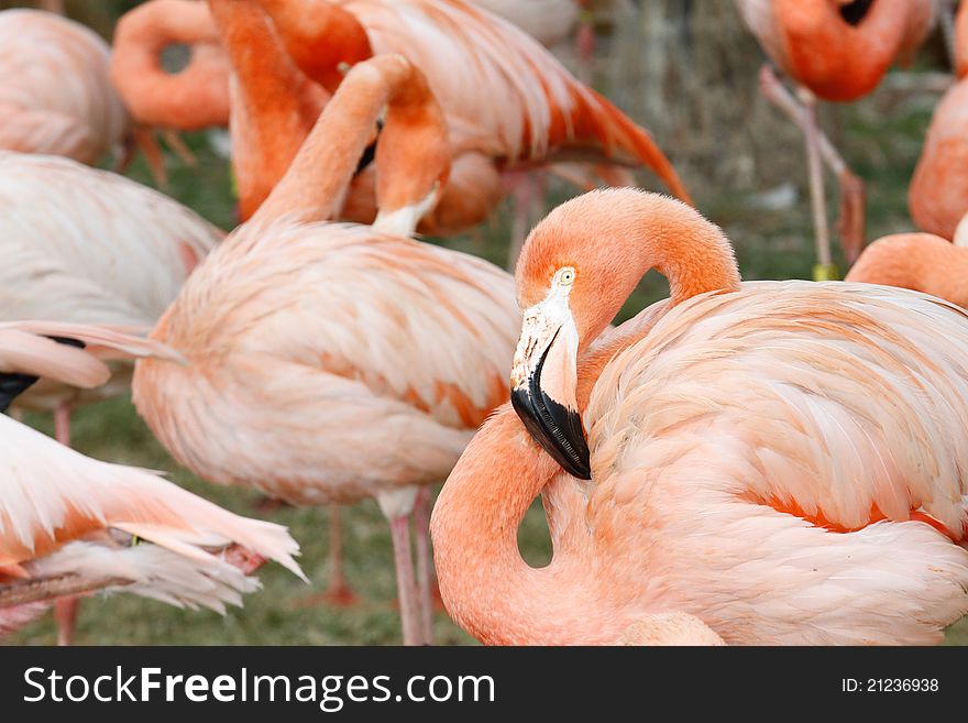 Flamingos together at the pretoria national zoo