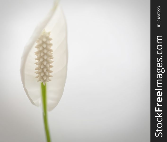 Calla lily on the white background