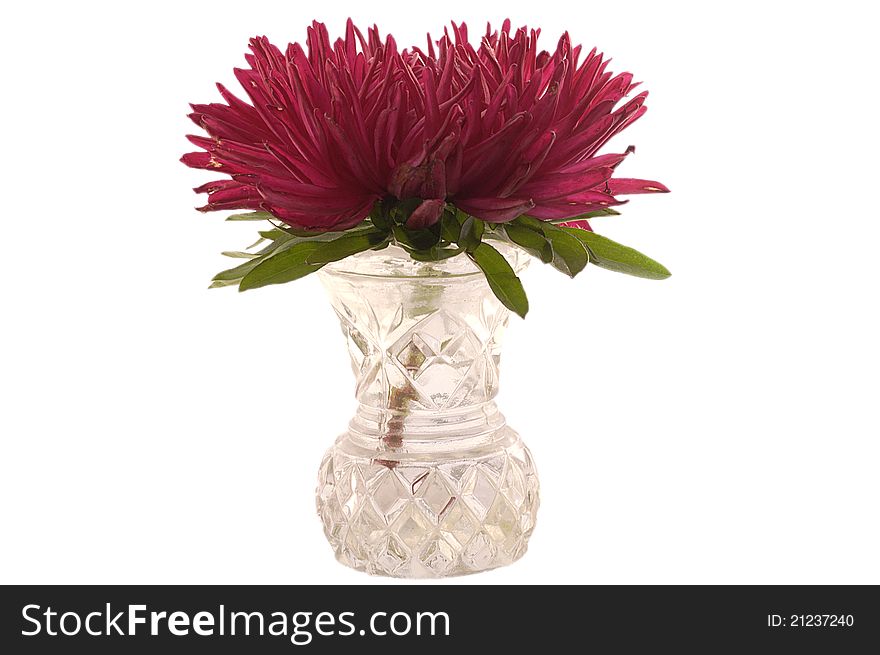 Red aster in the vase