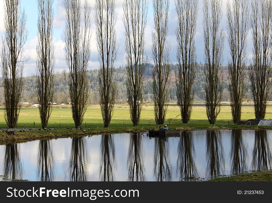 Landscape with poplar trees reflected on water. Landscape with poplar trees reflected on water.