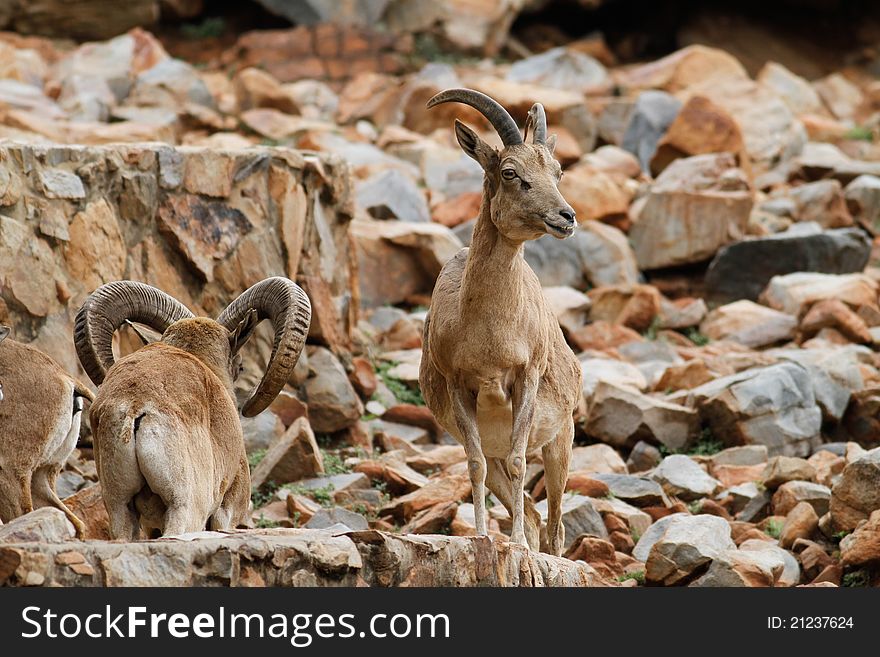 Female mountan goat standing on rocks