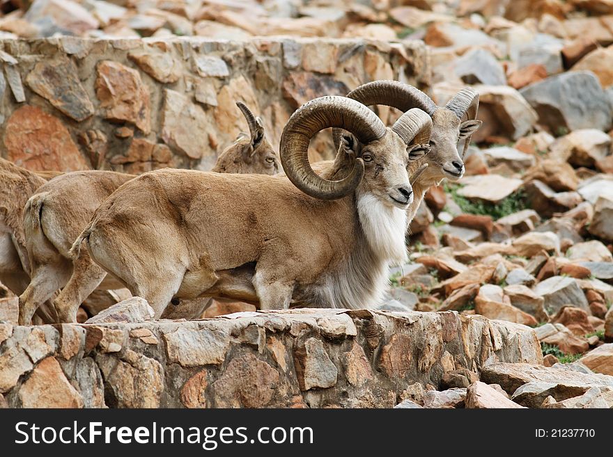 Big male mountan goats standing on rocks