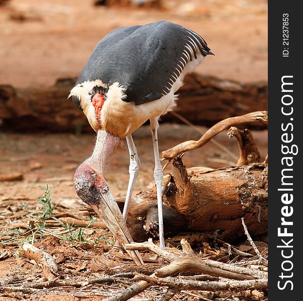 Morabou stork looking for food