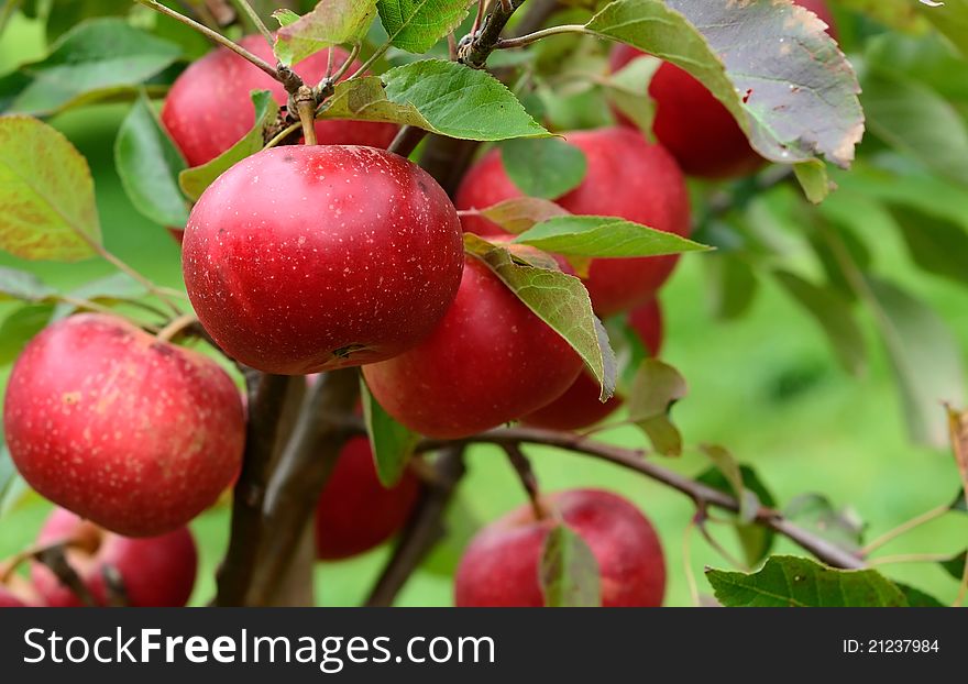 Discovery apples