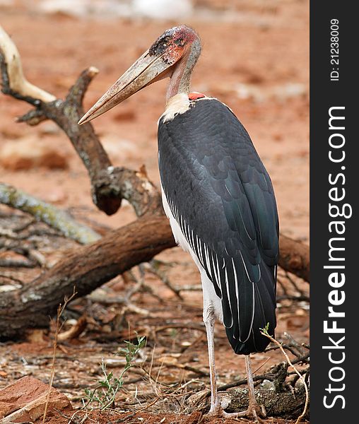 Morabou stork looking for food