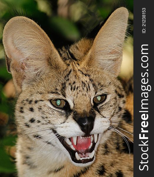 African Serval showing its teath. African Serval showing its teath