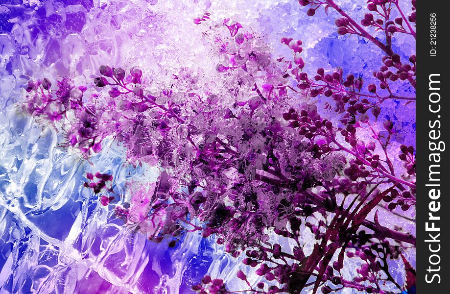 Floral picture - violet flower iced over. Floral picture - violet flower iced over