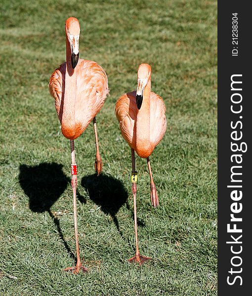 Flamingo standing on one leg