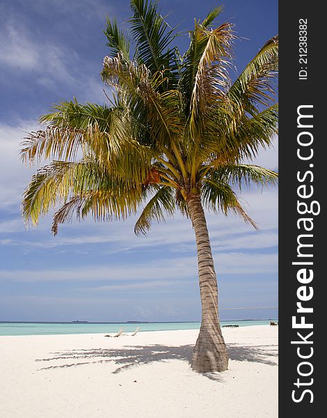 Palm tree on a sandy beach, Maldive Islands, resort Ranveli Village