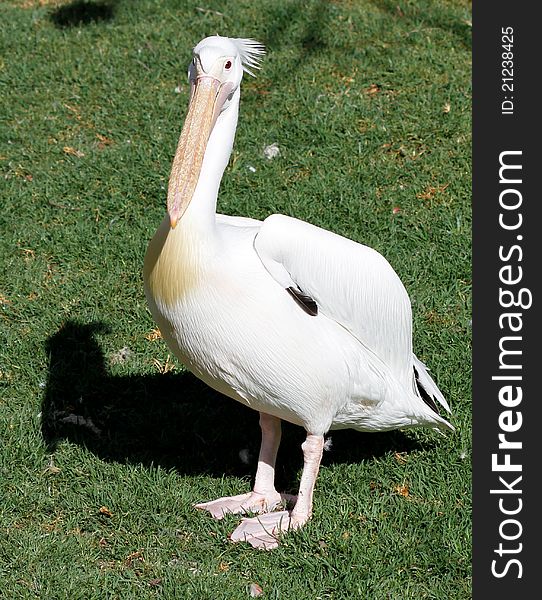 White pelican standing proud on grass