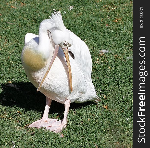 White pelican standing proud on grass and clean itself