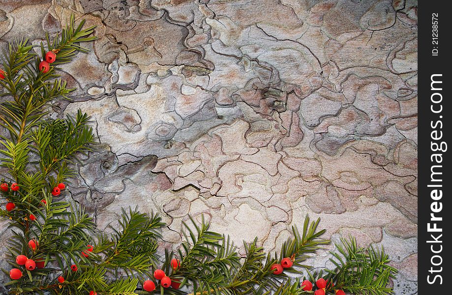 Bark background with taxus