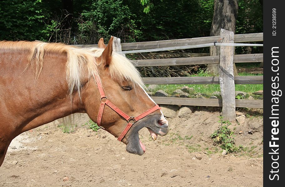 The laughing horse at a farm. The laughing horse at a farm