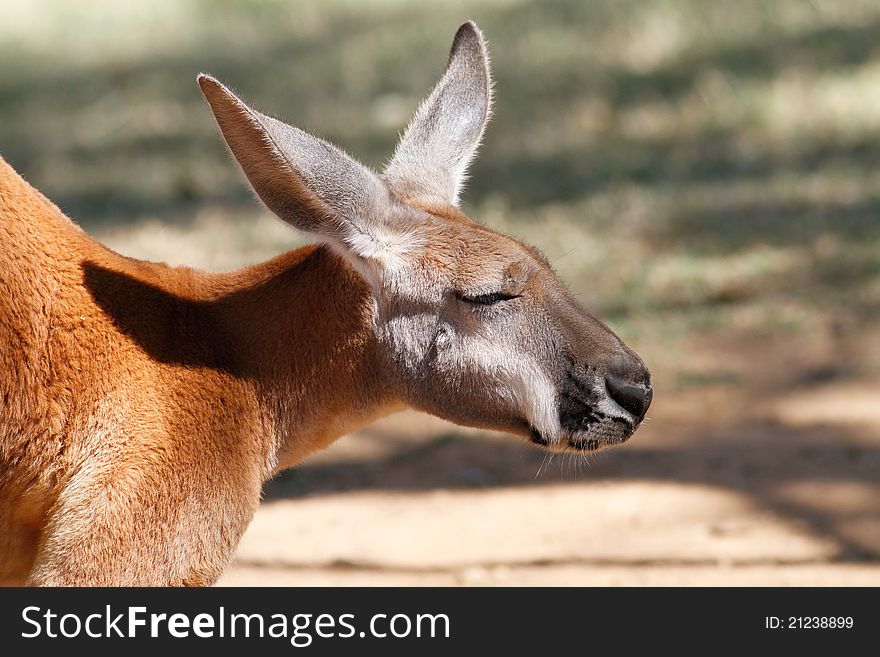 Kangaroo jumping around on soft grass. Kangaroo jumping around on soft grass