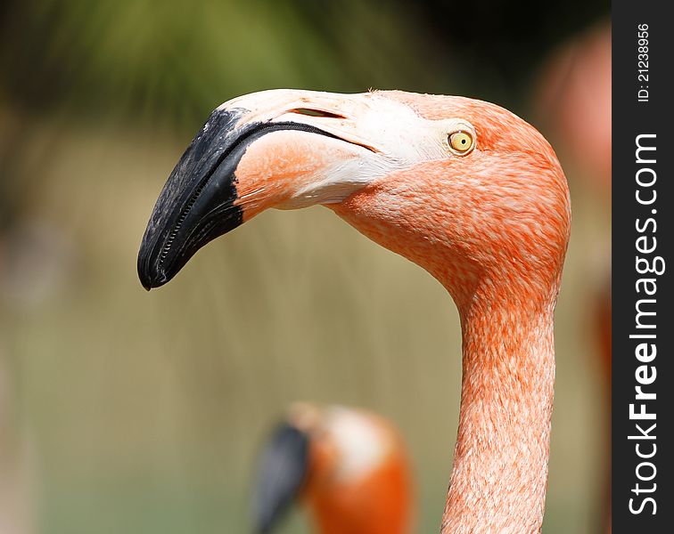 Flamingo closeup in the pretoria national zoo