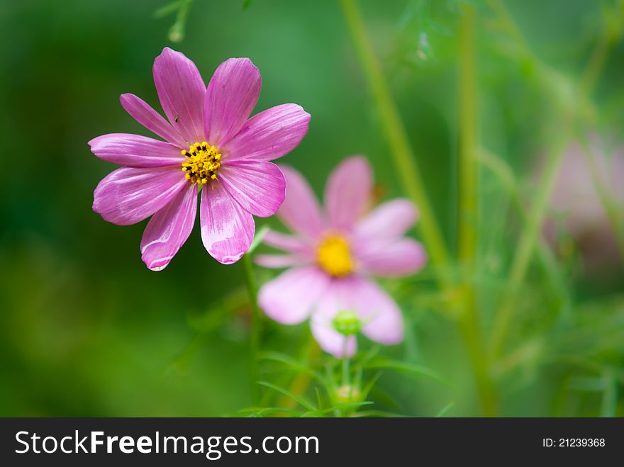 Cosmos flower; Shallow depth of field;