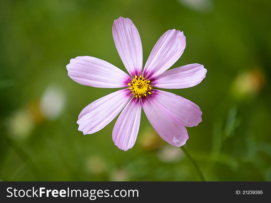 Cosmos flower; Shallow depth of field;