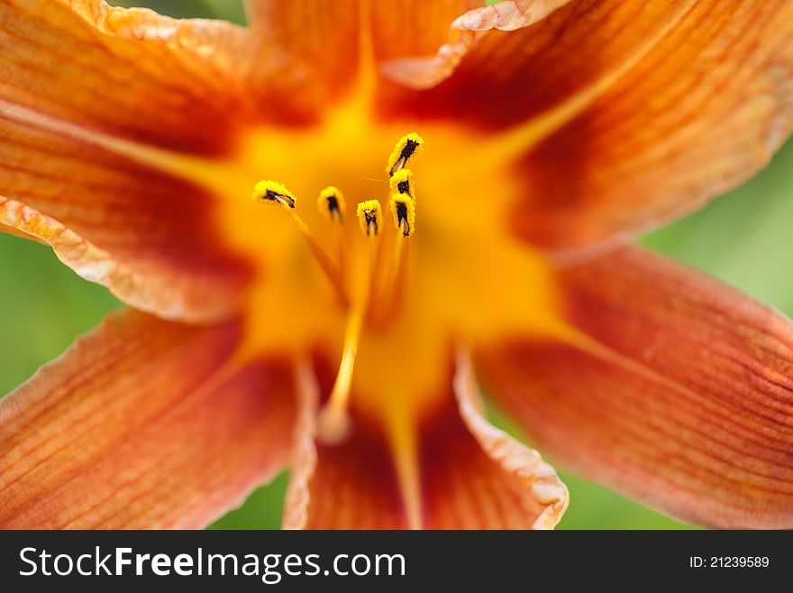 Orange lily in garden; Shallow depth of field; Focus in center;