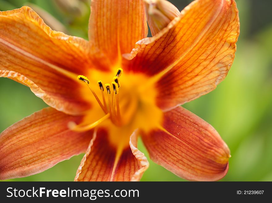 Orange lily in garden; Shallow depth of field;