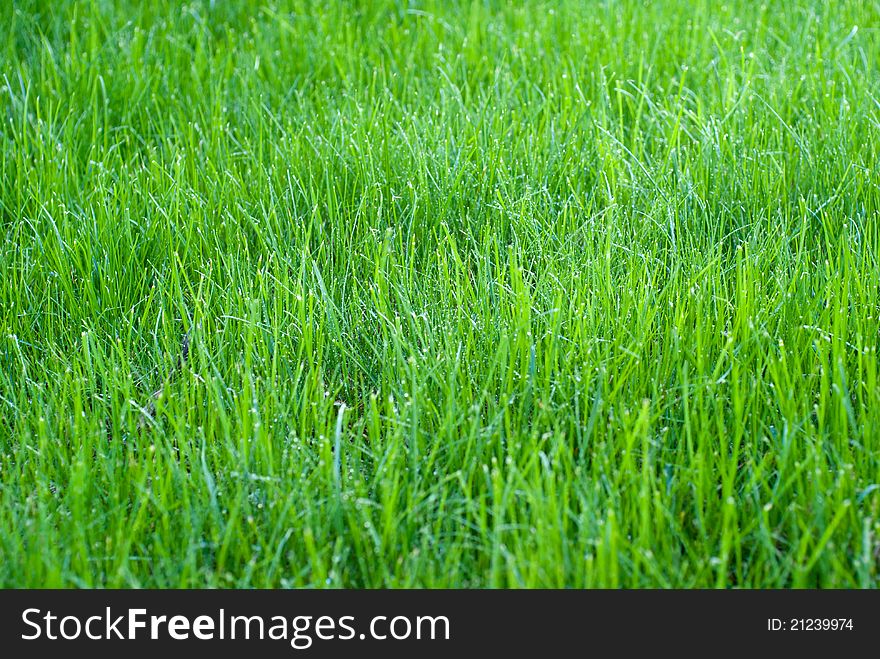 Green grass; Shallow depth of field;