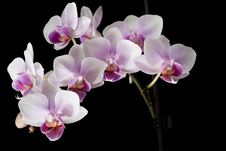 Violet Orchid On Black Stock Images