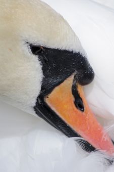 Swan Portrait Stock Photo Swan Portrait Stock Photo