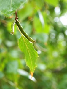 Birch Leaves And Ear Rings In The Rain Royalty Free Stock Photography Birch Leaves And Ear Rings In The Rain Royalty Free Stock Photography
