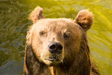 Brown Bear Royalty Free Stock Images Brown Bear Royalty Free Stock Images
