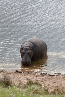 Peeping Hippo Royalty Free Stock Photo
