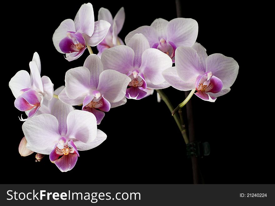 Violet orchid isolated on black background. Violet orchid isolated on black background
