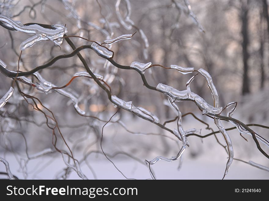 Winter trees under snow in russian park. Winter trees under snow in russian park