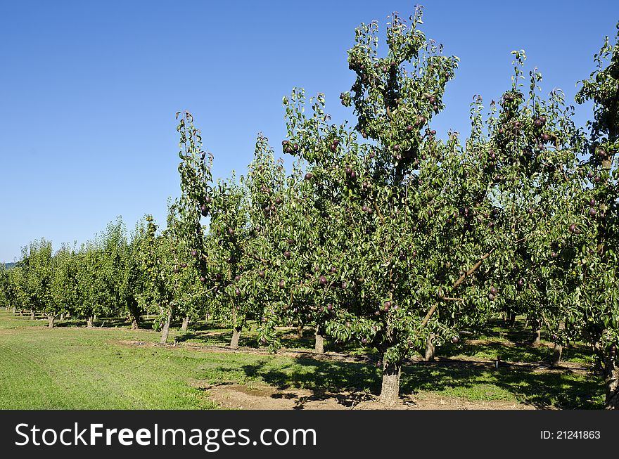 Purple pears in an orchard ready to be harvested.