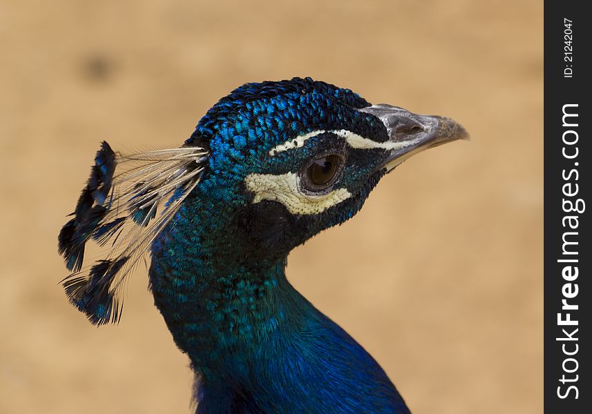 Head of a peacock in a zoo