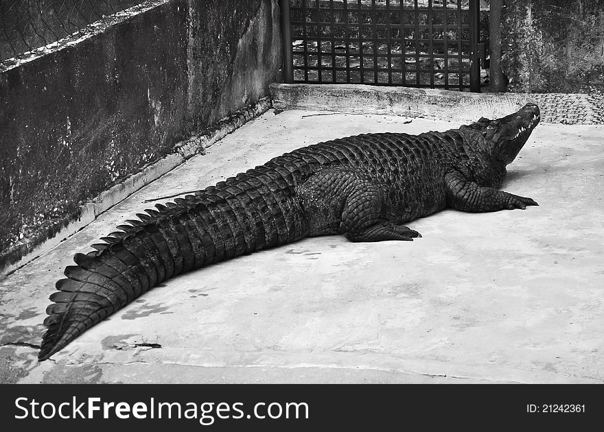 A black crocodile in a Malaysian zoo on Langkawi island.