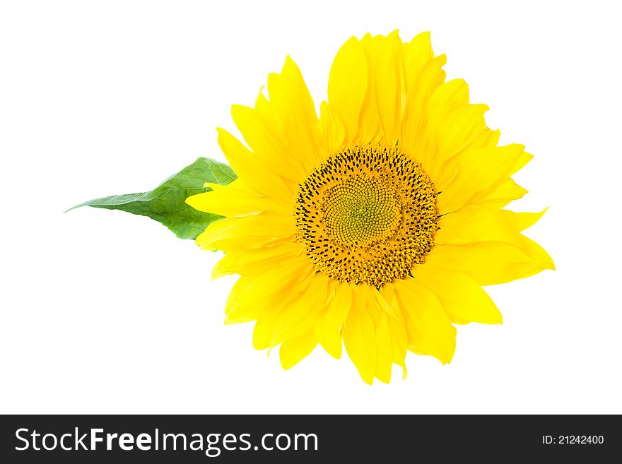 Yellow sunflower photographed on a white background (the green sheet from a sunflower is behind visible)