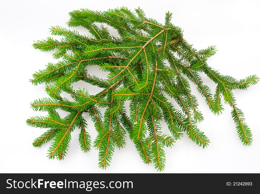 Closeup of a barren Christmas tree branches isolated on white background. Closeup of a barren Christmas tree branches isolated on white background.