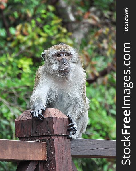 Monkey sitting on wooden handrails with a funny expression of its face. Monkey sitting on wooden handrails with a funny expression of its face.