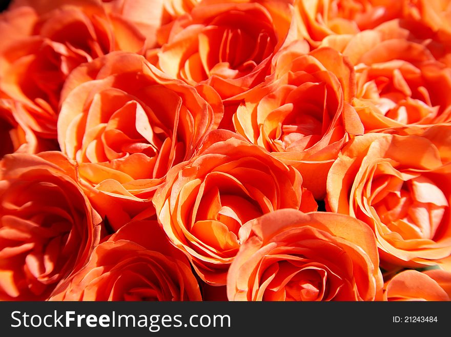 Close-up of bouquet of orange fresh roses. Close-up of bouquet of orange fresh roses