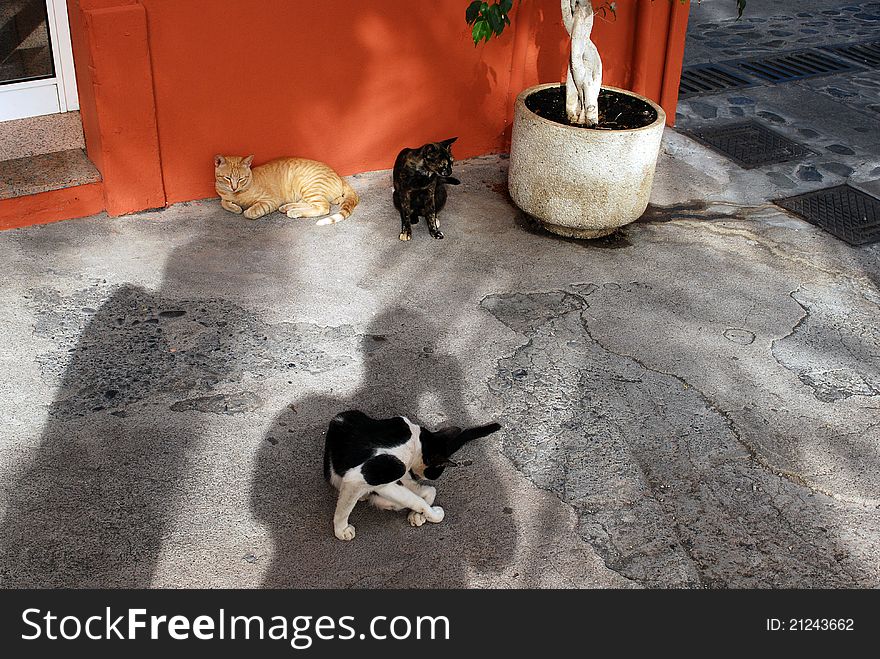 Street Cats at Puerto Tazacorte, La Palma